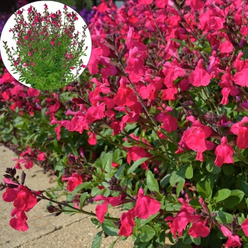 Salvia 'Visional Hot Pink' - Salvei 'Visional Hot Pink' P9/0,55L